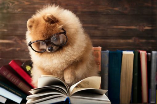 How to tell if your dog is a genius